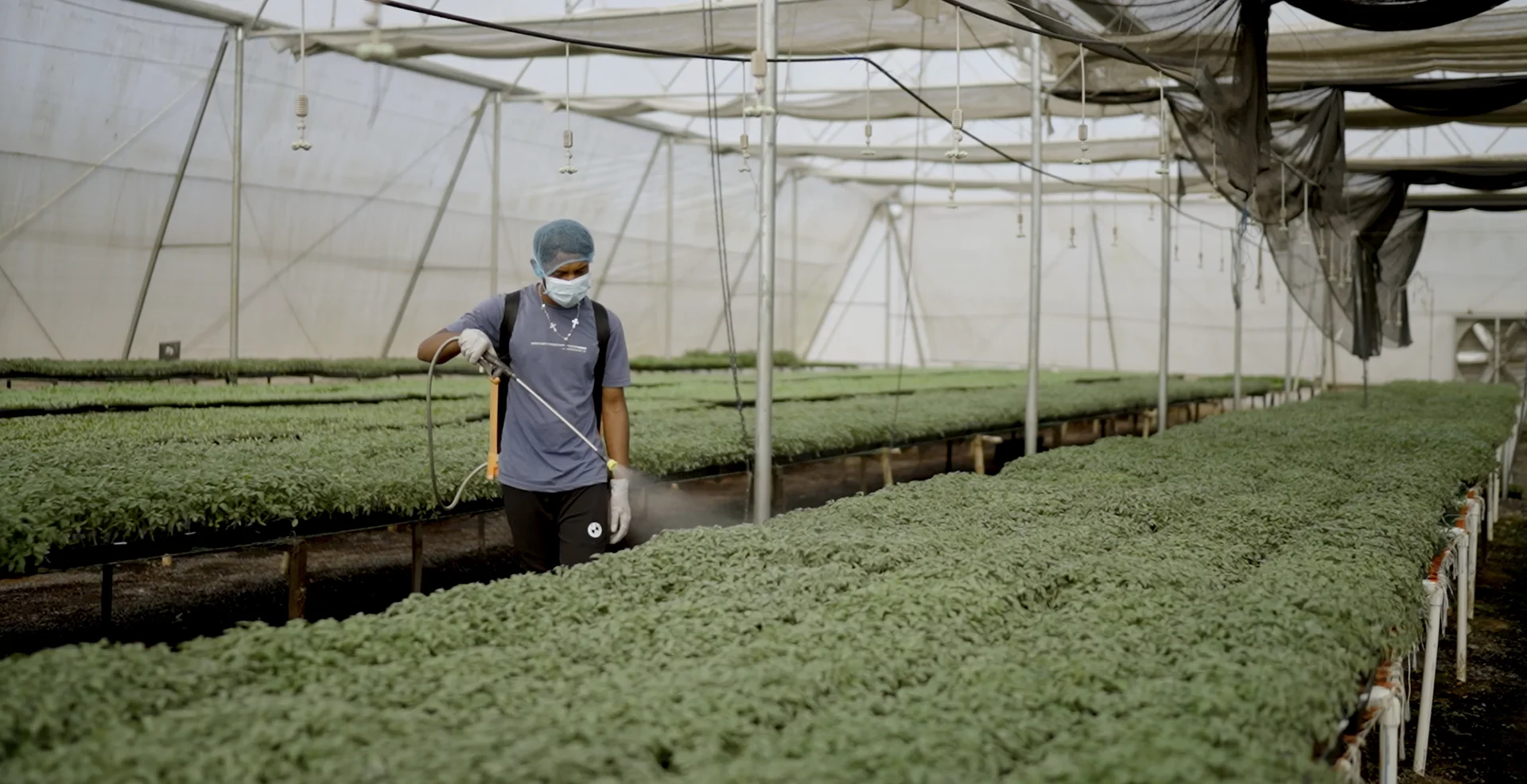 Seedling production at MCF Nursery