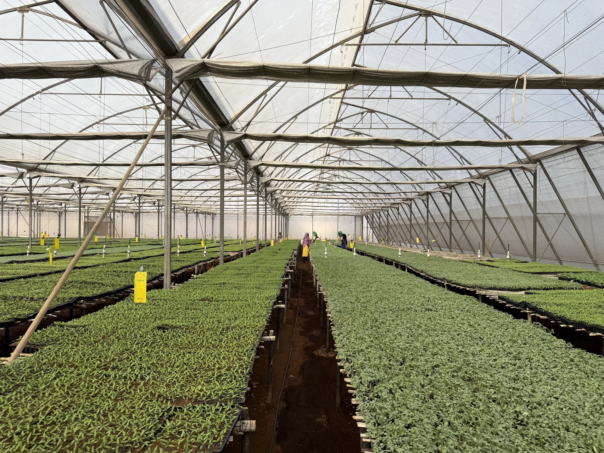 Plant growing areas at MCF Nursery