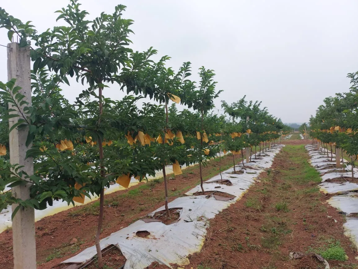 Nursery facilities at MCF Nursery