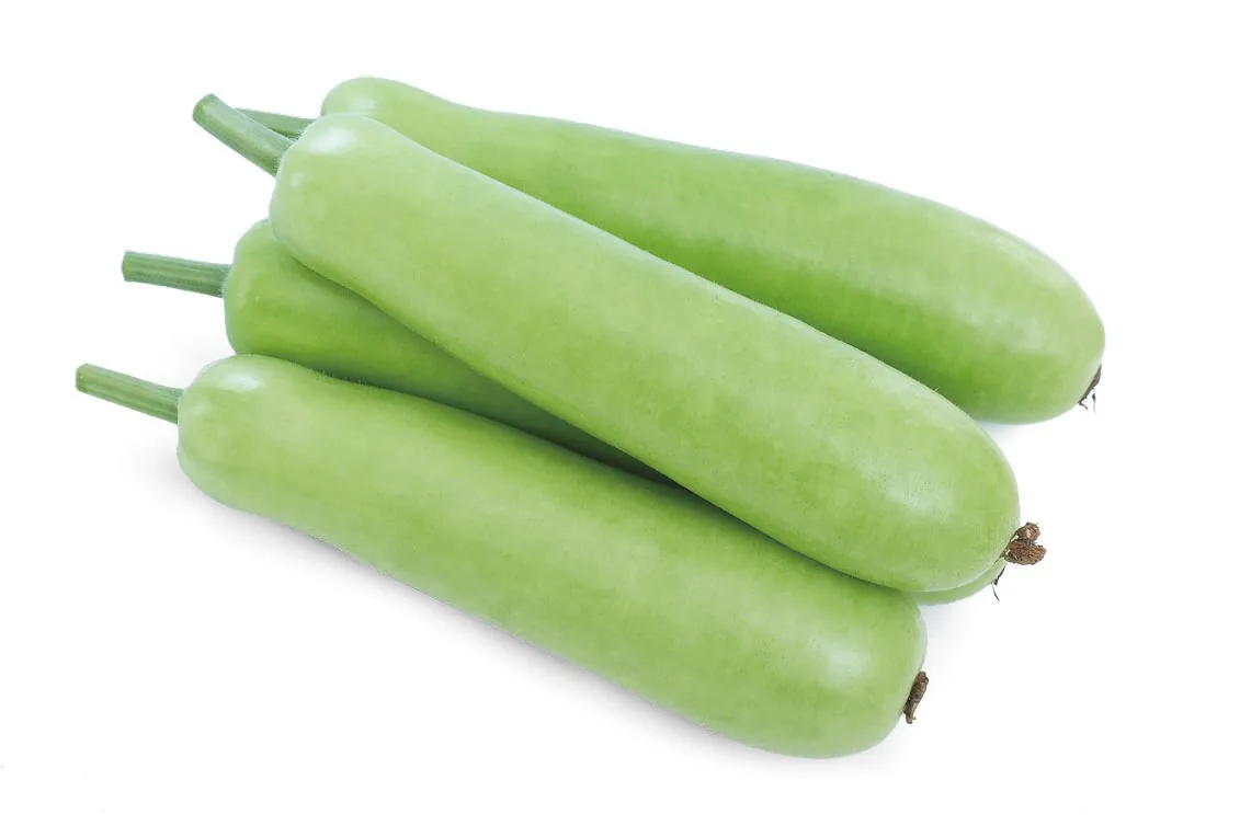 Bottle Gourd seedlings