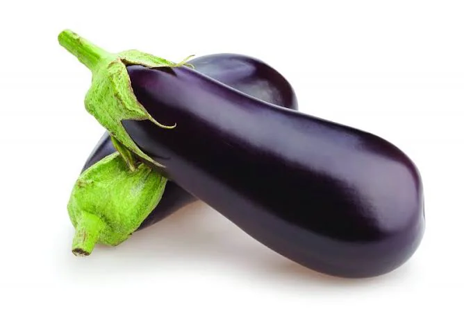 Brinjal seedlings