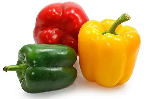 Capsicum seedlings