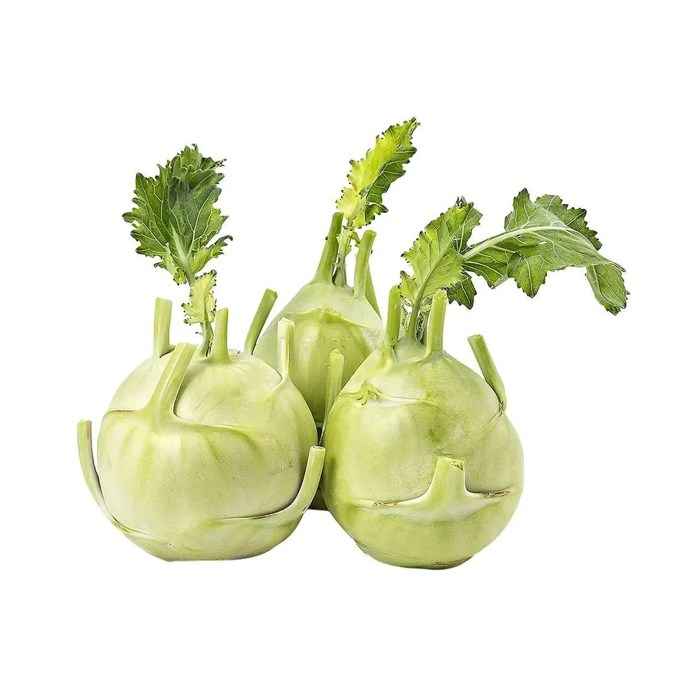 Knol Khol seedlings