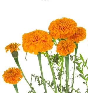 Marigold Seedlings seedlings