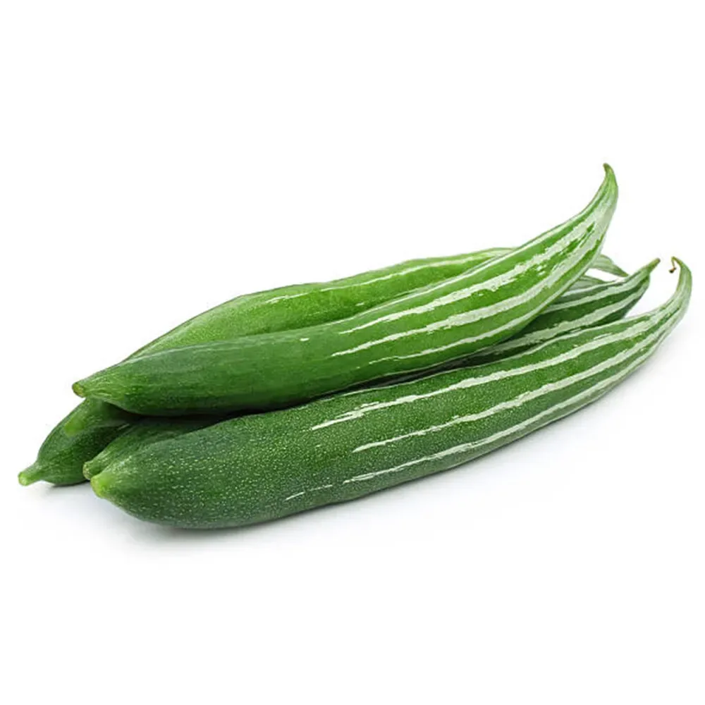Snake Gourd seedlings