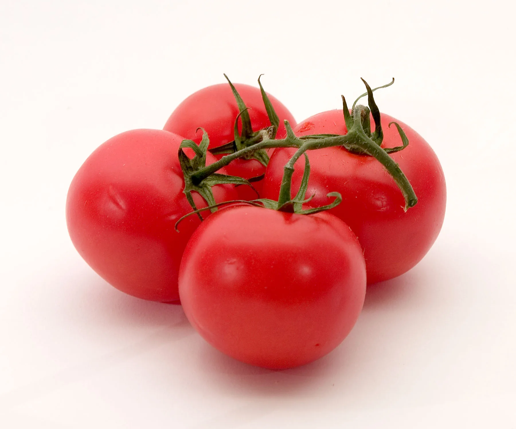 Tomato seedlings